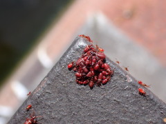 Oxycarenus lavaterae
