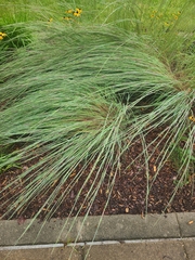 Muhlenbergia