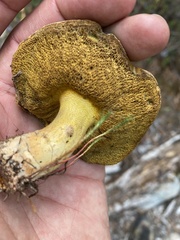 Suillus tomentosus