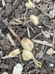 Leucocoprinus tricolor