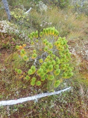 Pinus contorta contorta