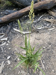 Sorghum bicolor