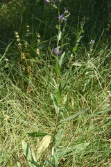 Symphyotrichum spathulatum