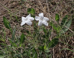 Ruellia metziae