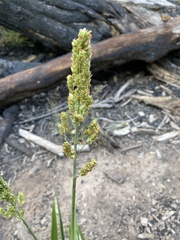 Sorghum bicolor