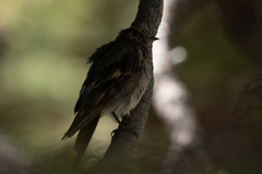 Myadestes townsendi
