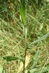 Symphyotrichum spathulatum