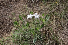 Ruellia metziae