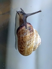 Cernuella virgata