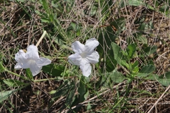 Ruellia metziae