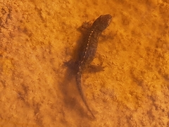 Ichthyosaura alpestris