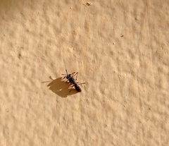 Liris subtessellatus