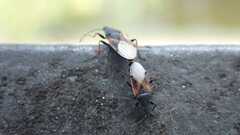 Oxycarenus lavaterae