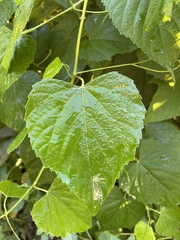 Ampelopsis cordata
