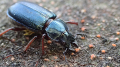 Platycerus caraboides