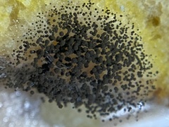 Aspergillus