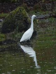 Egretta garzetta garzetta