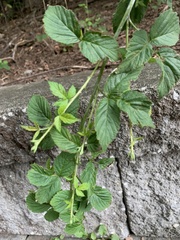 Rubus occidentalis