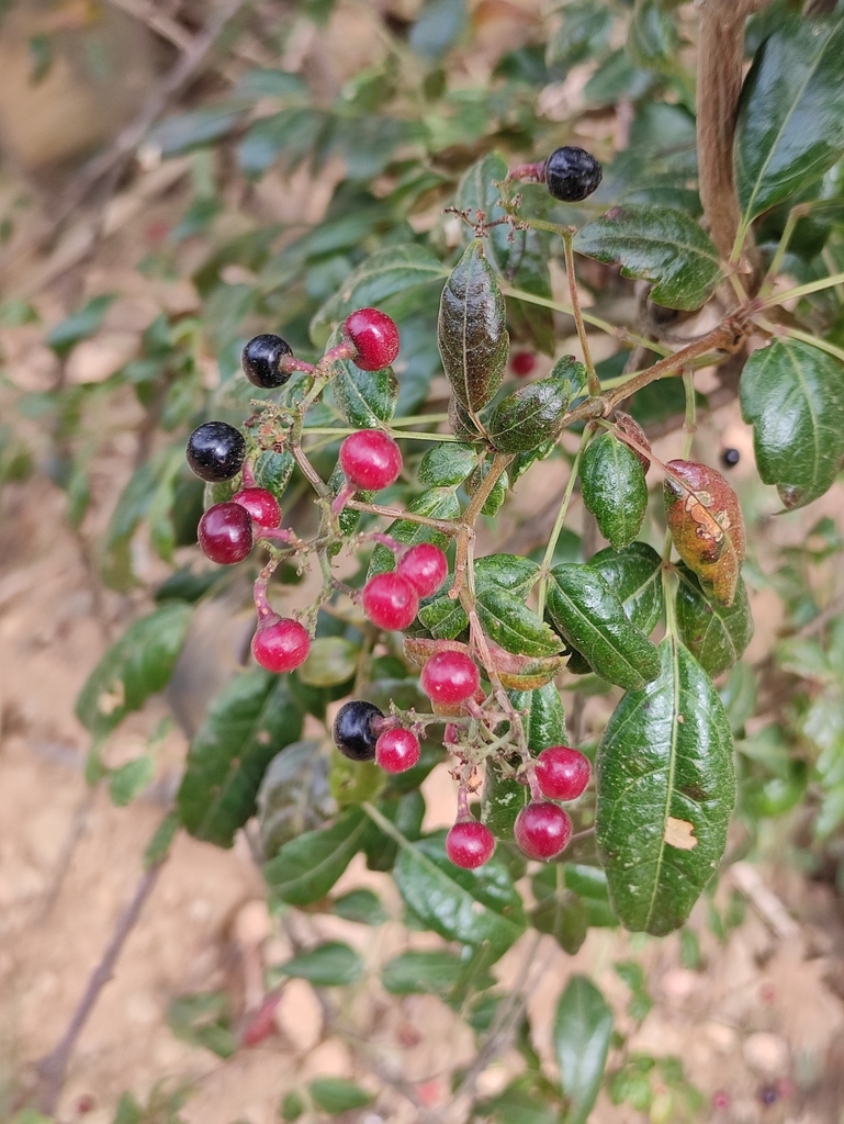 Nekemias grossedentata
