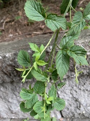 Rubus occidentalis