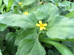 Calyptocarpus vialis