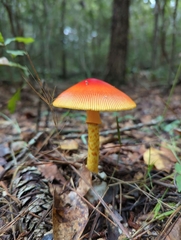 Amanita jacksonii