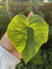Vitis aestivalis