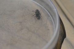 Osmia