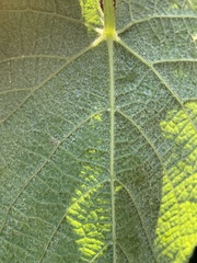 Vitis aestivalis