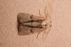 Mesoligia furuncula