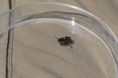 Osmia