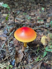 Amanita jacksonii