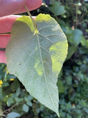 Vitis aestivalis