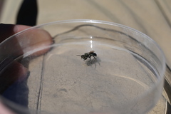 Osmia