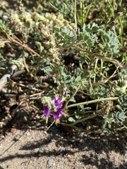Dalea lanata
