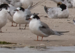 Sterna hirundo