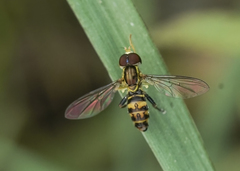 Toxomerus occidentalis