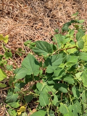 Vincetoxicum auriculatum