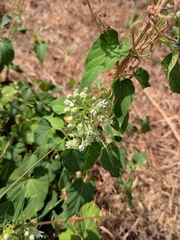 Vincetoxicum auriculatum