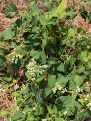 Vincetoxicum auriculatum