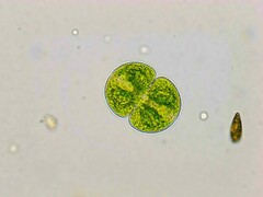 Cosmarium