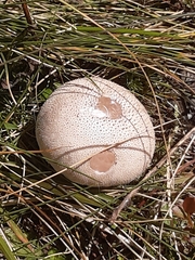 Lycoperdon perlatum