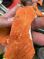 Hypomyces lactifluorum