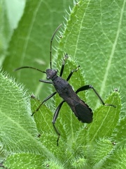 Alydus