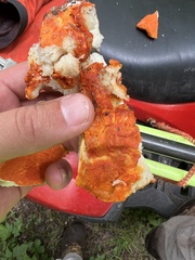 Hypomyces lactifluorum