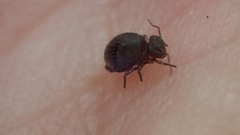 Symphypleona