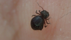 Symphypleona