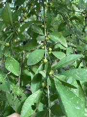 Ilex decidua