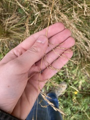 Deschampsia cespitosa