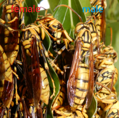 Polistes rothneyi